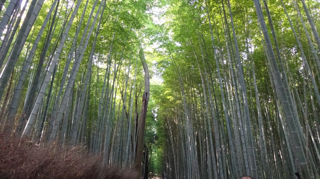 The Bamboo Forest of&nbsp;Kyoto